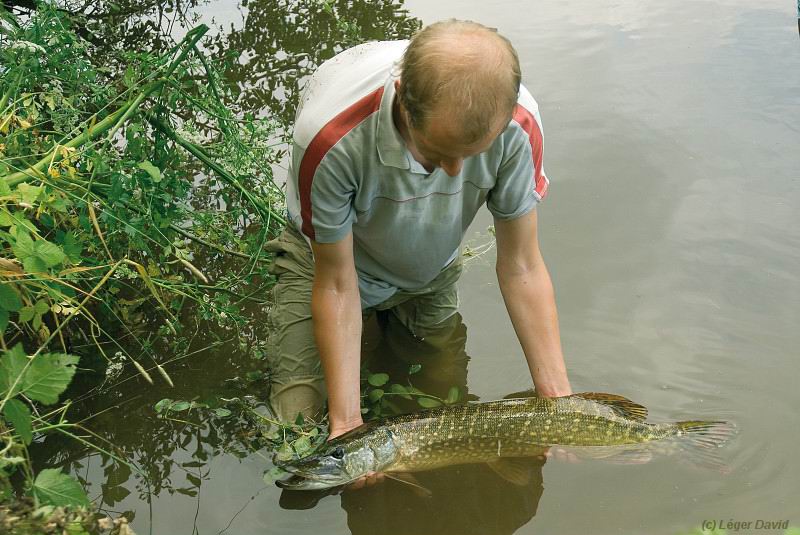 rencontres avec le poisson chat
