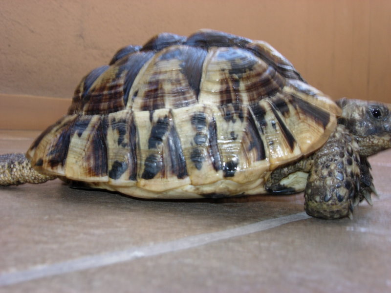 maintient de la tortue d'herman - Tortues - Le monde des ...