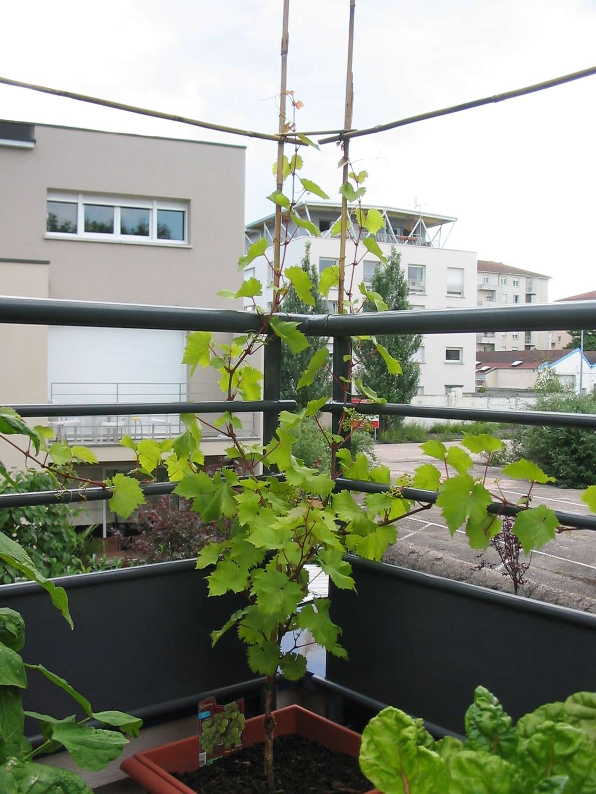 planter une vigne sur son balcon