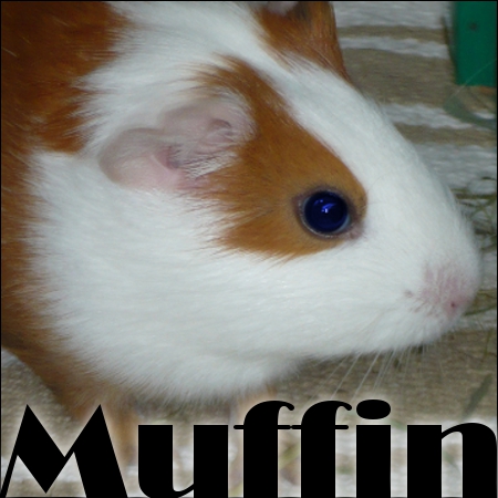 muffin12.jpg
