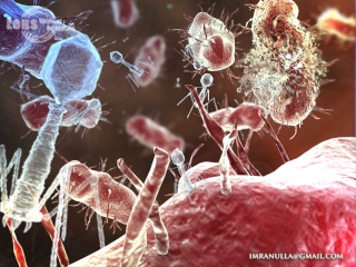 bacter13.jpg
